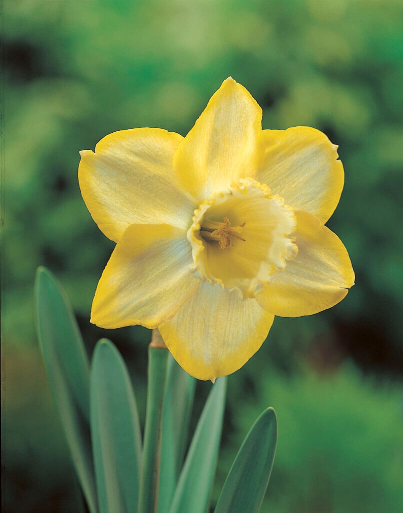 daffodil 'Binkie'