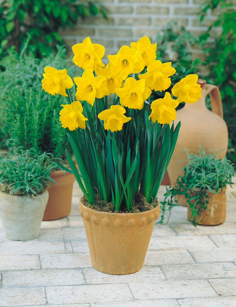 daffodil 'Gold Medal'