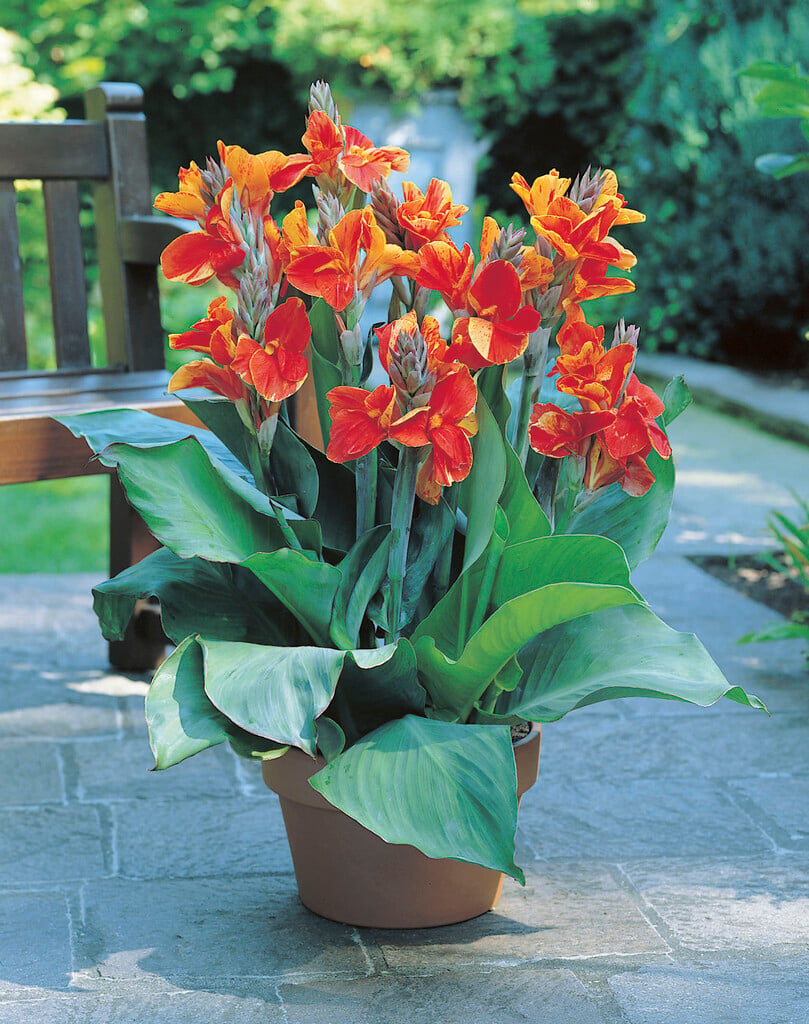 canna 'Rosemond Coles'
