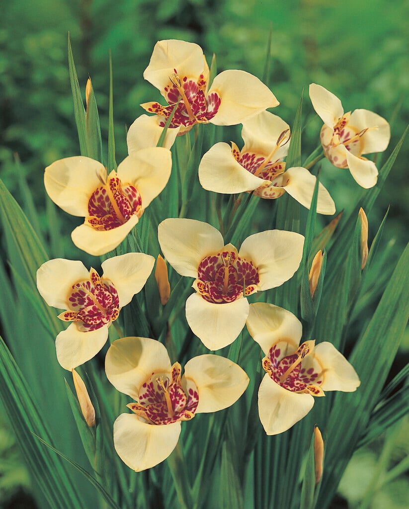 <i>Tigridia</i> <i>pavonia</i> 'Canariensis'