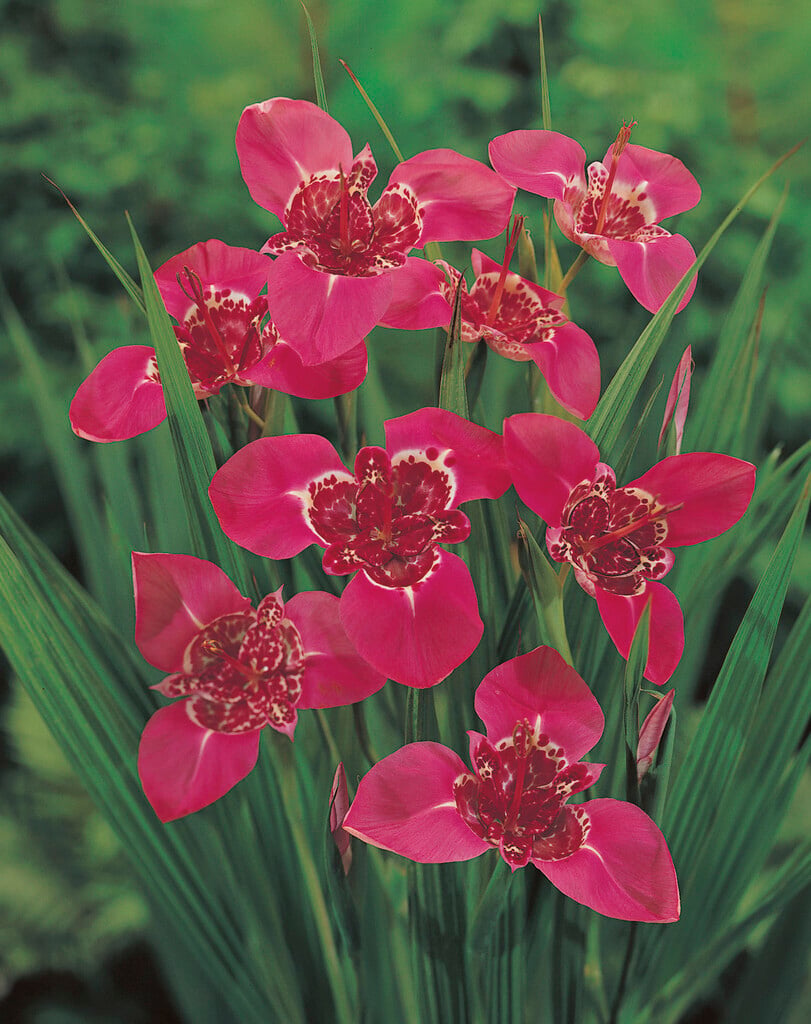 <i>Tigridia</i> <i>pavonia</i> 'Lilacea'