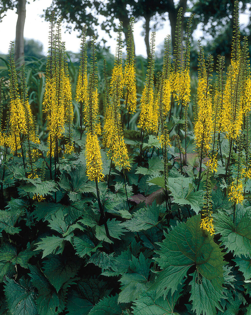 <i>Ligularia</i> 'Sungold'
