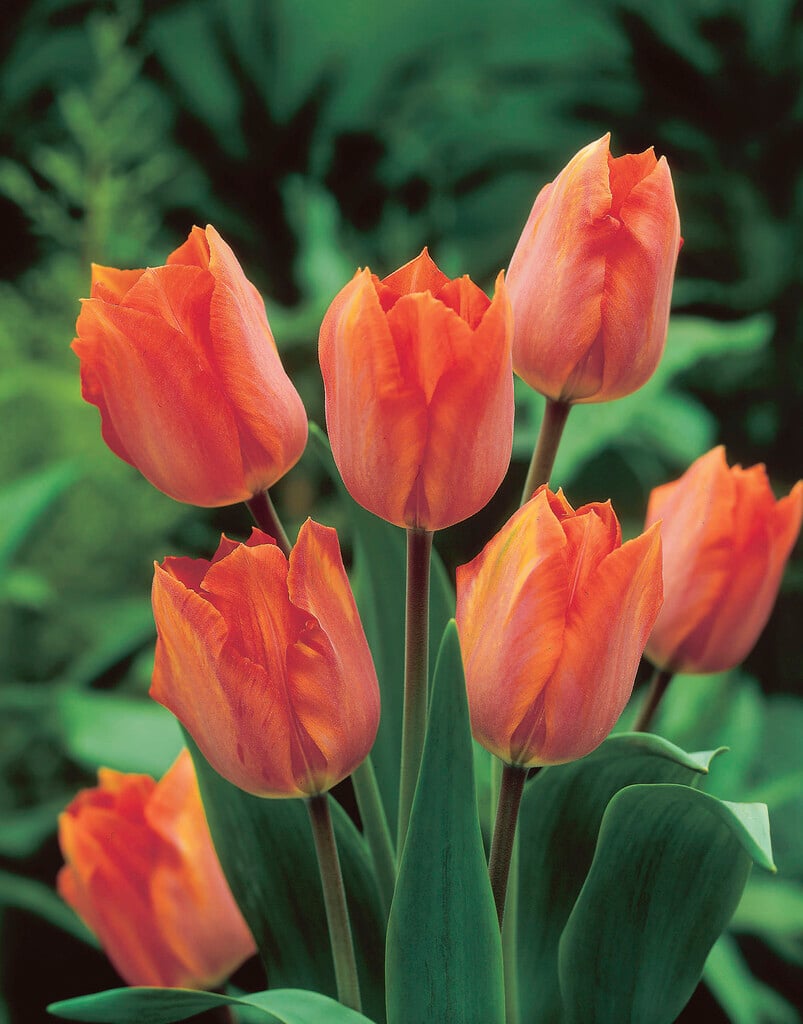tulip 'Amazone'