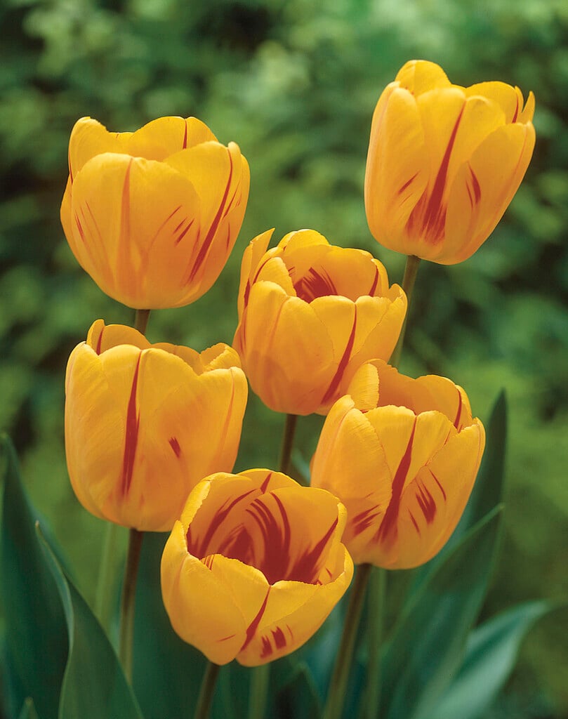 tulip 'Juliette'