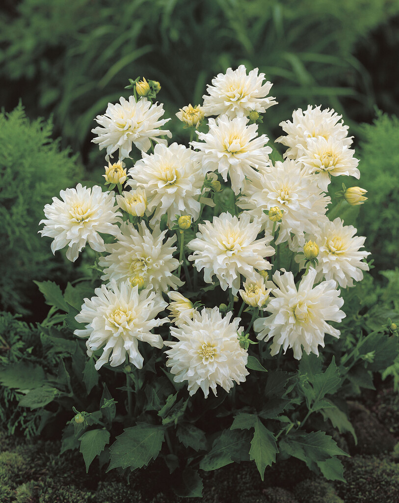 <em>Dahlia</em> 'Aspen' (S-c)