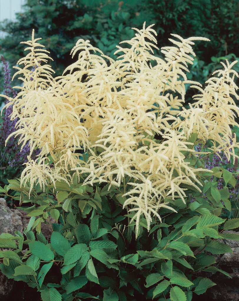 goat's beard 'Glasnevin'