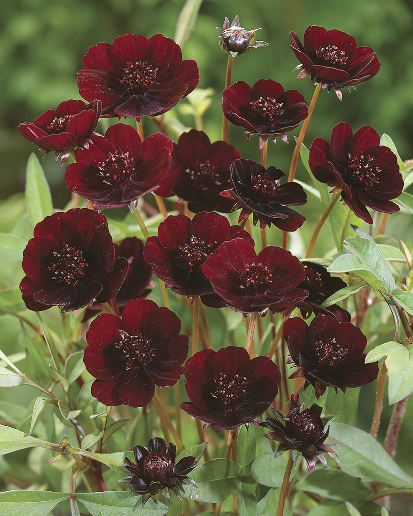 Cosmos Atrosanguineus Chocolate Cosmos
