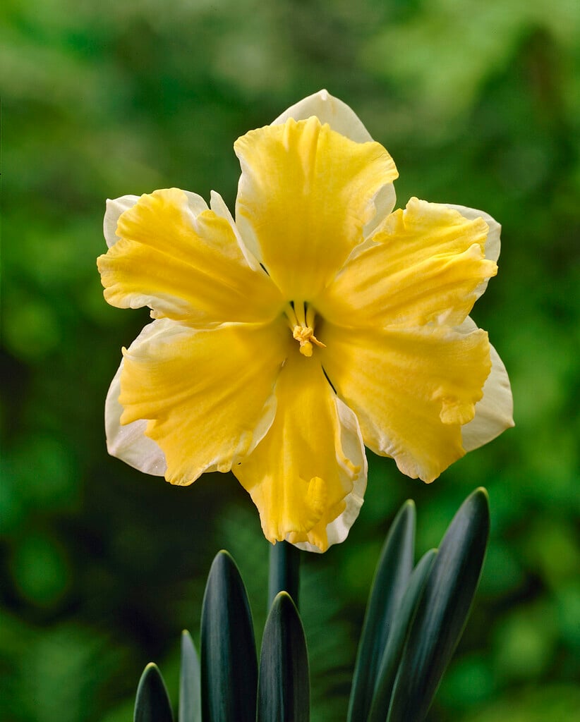 daffodil 'Cassata'