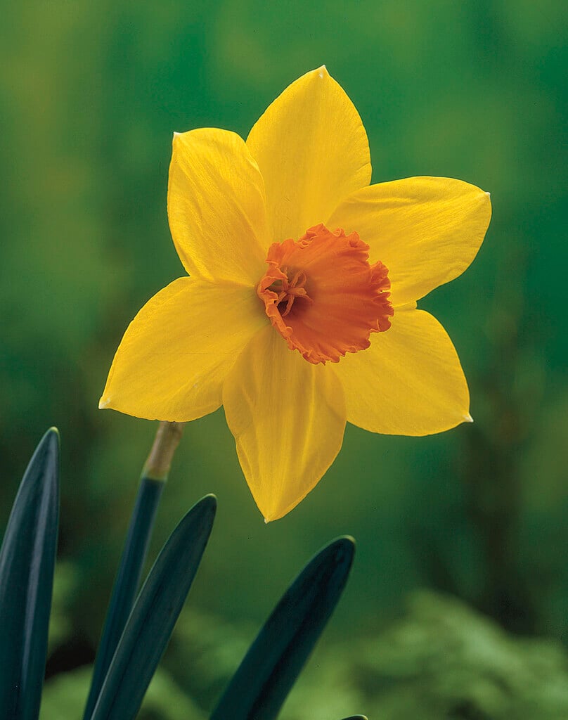 daffodil 'Home Fires