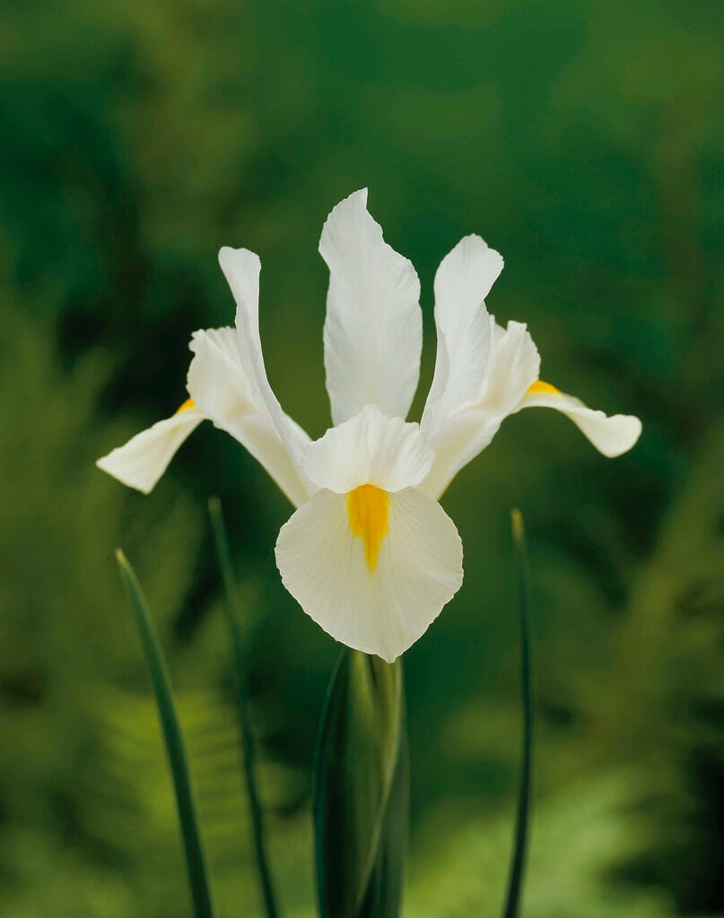 Iris &White van Vliet& (Dut) | Herbaceous Perennial/RHS