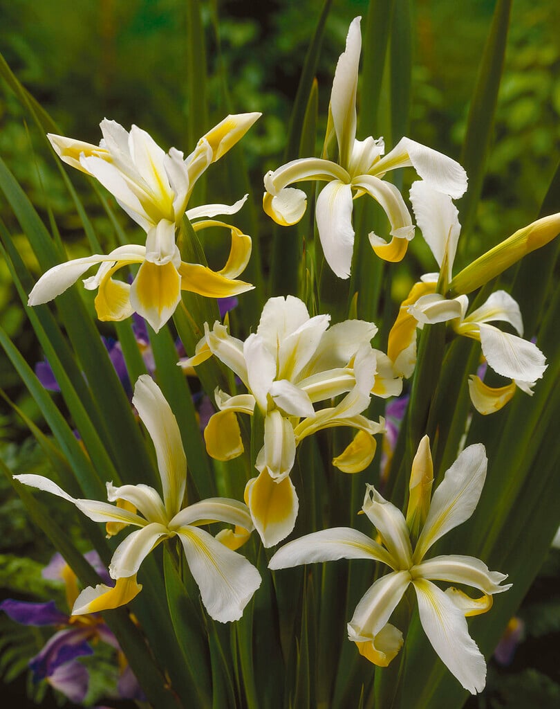 blue iris