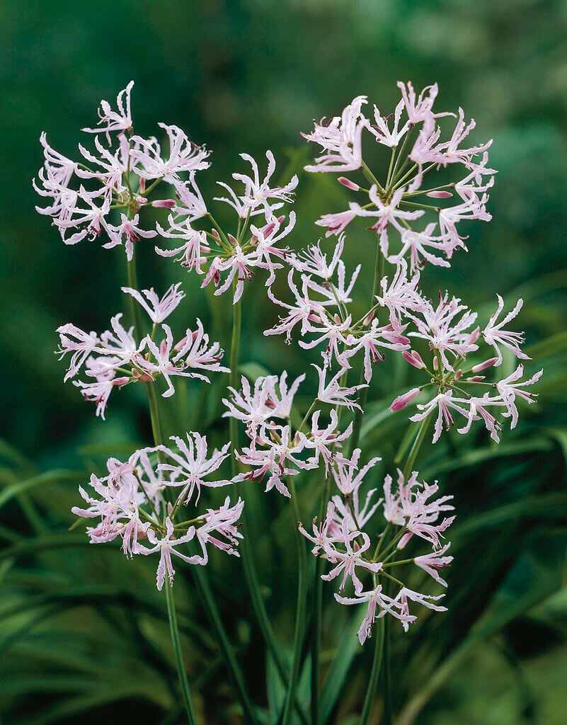wavy nerine Crispa Group