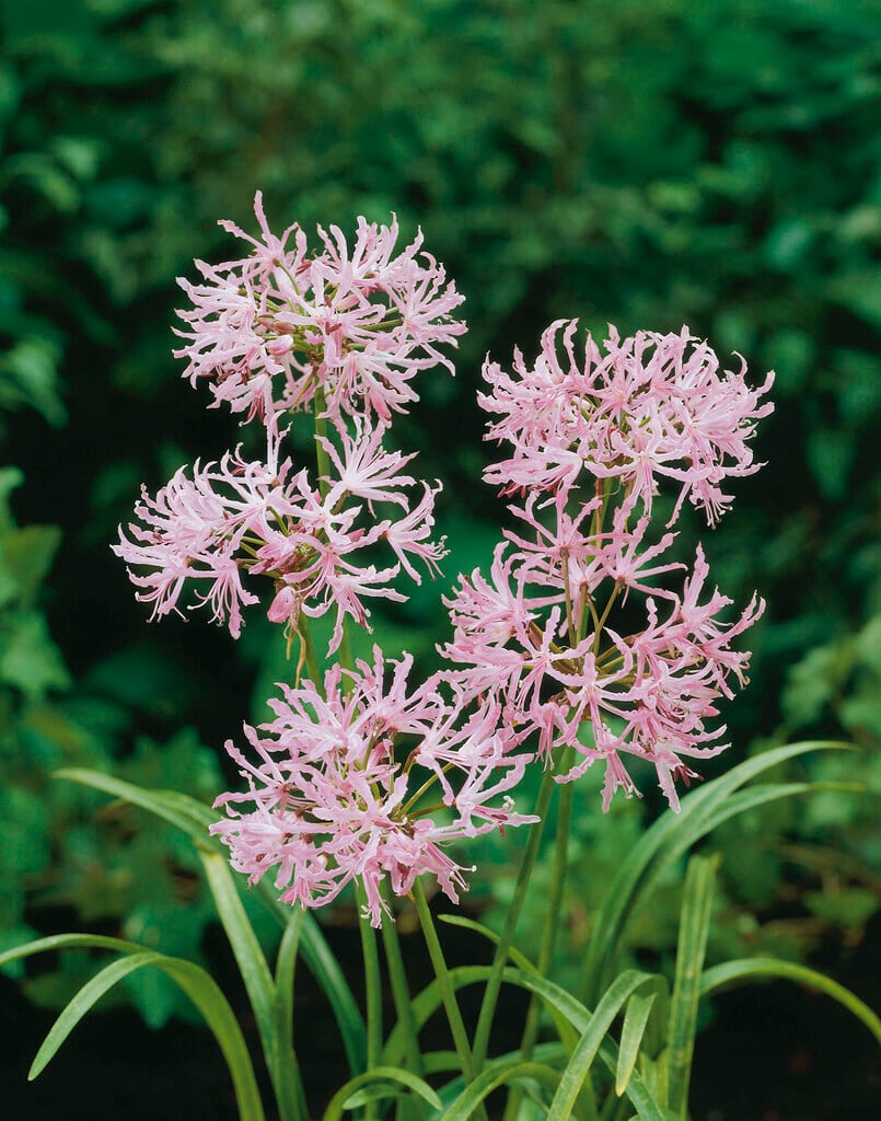 wavy nerine Crispa Group