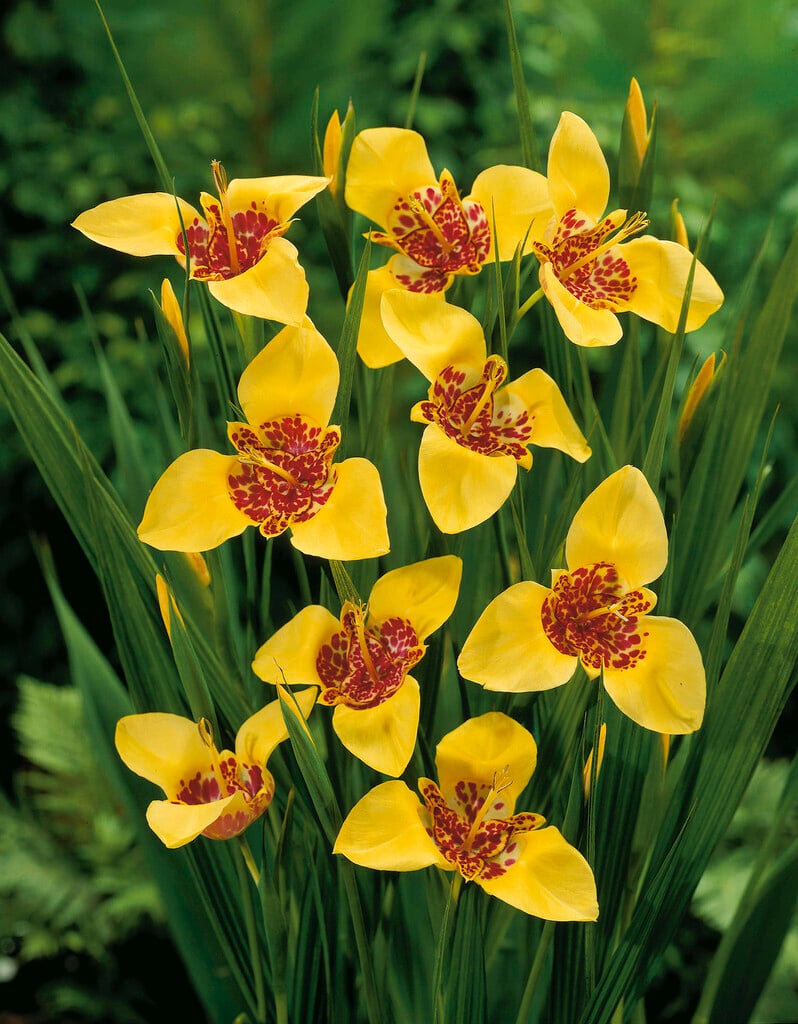 <i>Tigridia</i> <i>pavonia</i> 'Aurea'