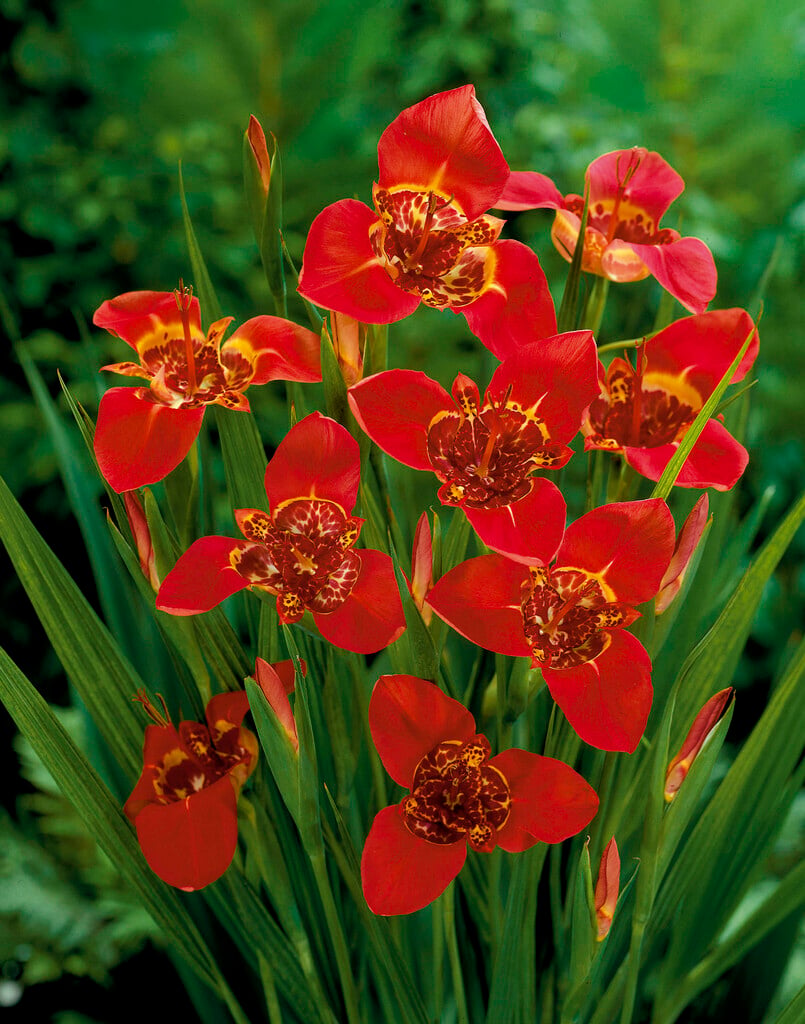 peacock tiger flower 'Speciosa'