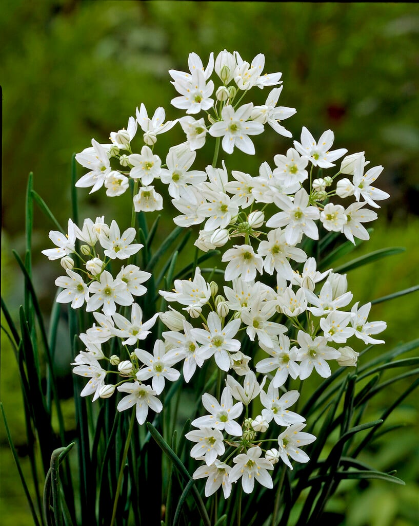 wild hyacinth