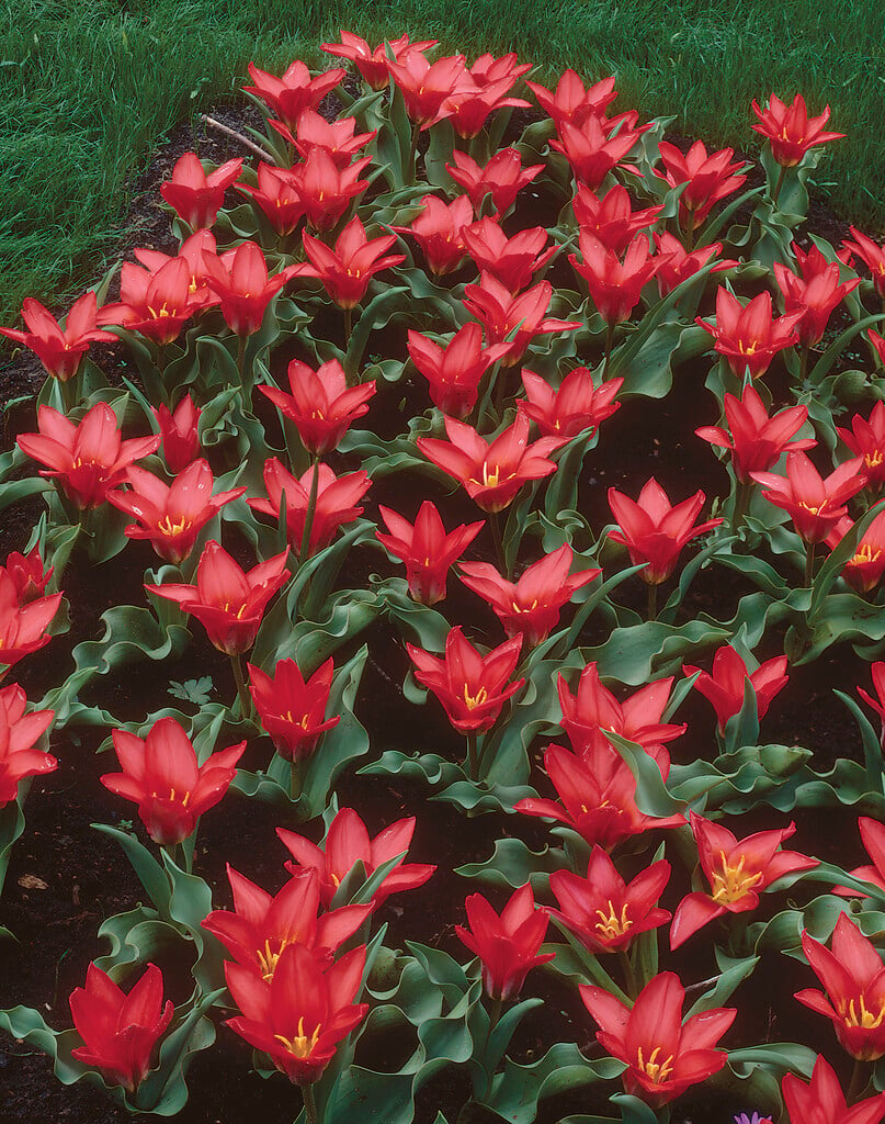 tulip 'Pink Dwarf'