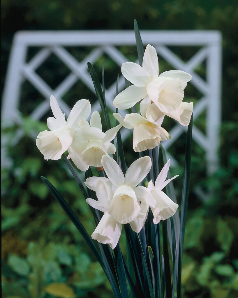 daffodil 'Horn of Plenty'