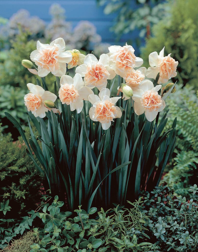 daffodil 'Rosy Cloud'