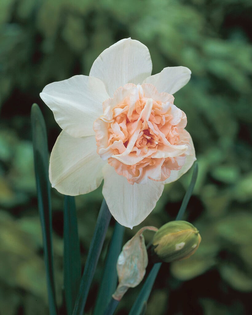 daffodil 'Rosy Cloud'