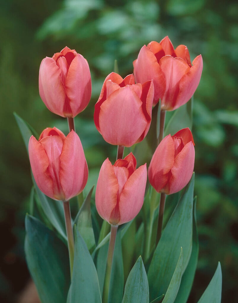 tulip 'Palestrina'