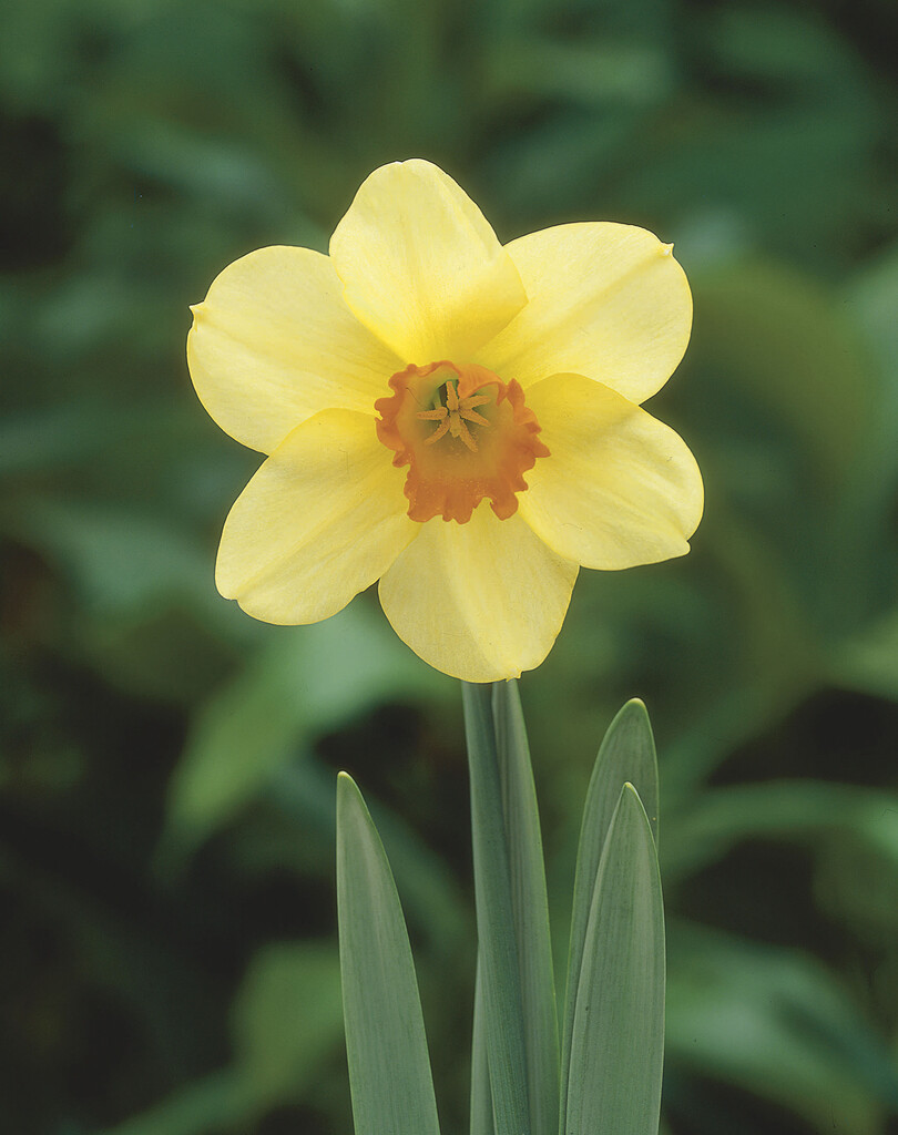 daffodil 'Quirinus'