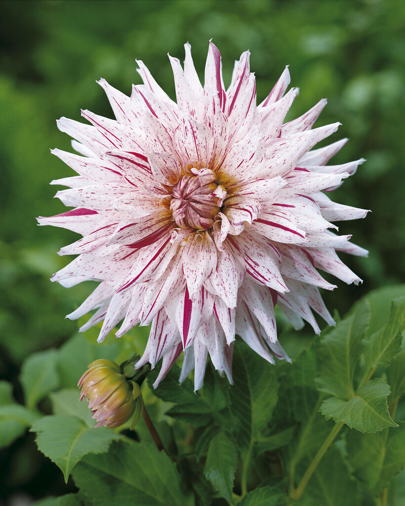 <i>Dahlia</i> 'Mick's Peppermint' (S-c)