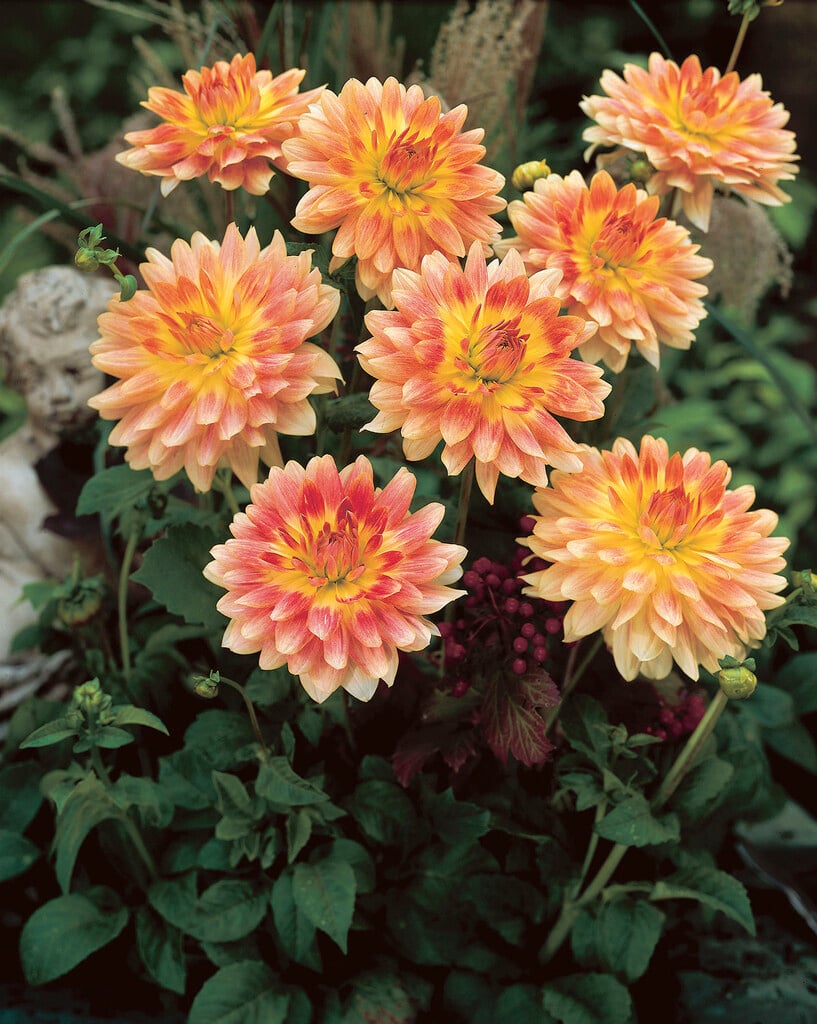 <i>Dahlia</i> 'Tropical Sunset' (D)