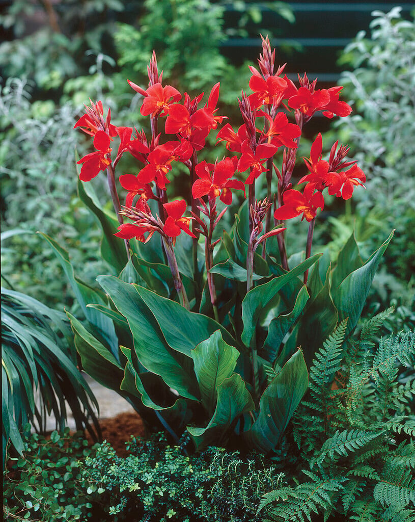 canna 'Oiseau de Feu'
