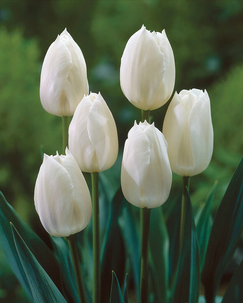 Tulipa 'Inzell' (3)|tulip 'Inzell'/RHS Gardening
