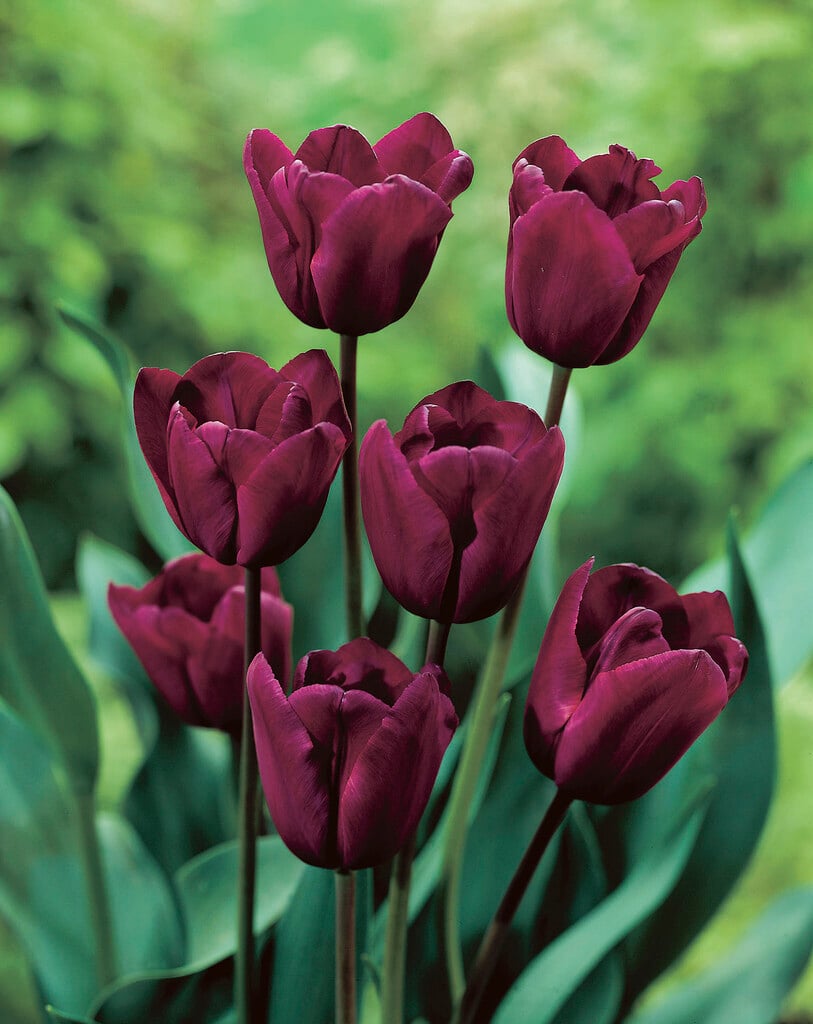 tulip 'Recreado'