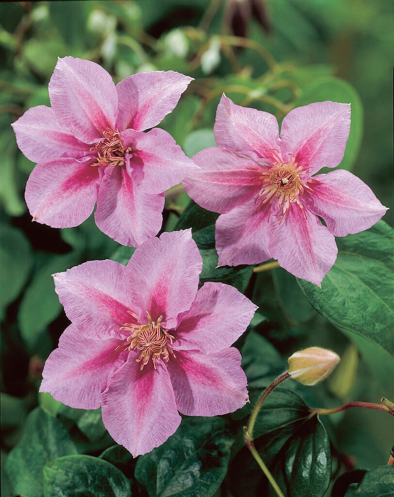 clematis 'Sealand Gem'