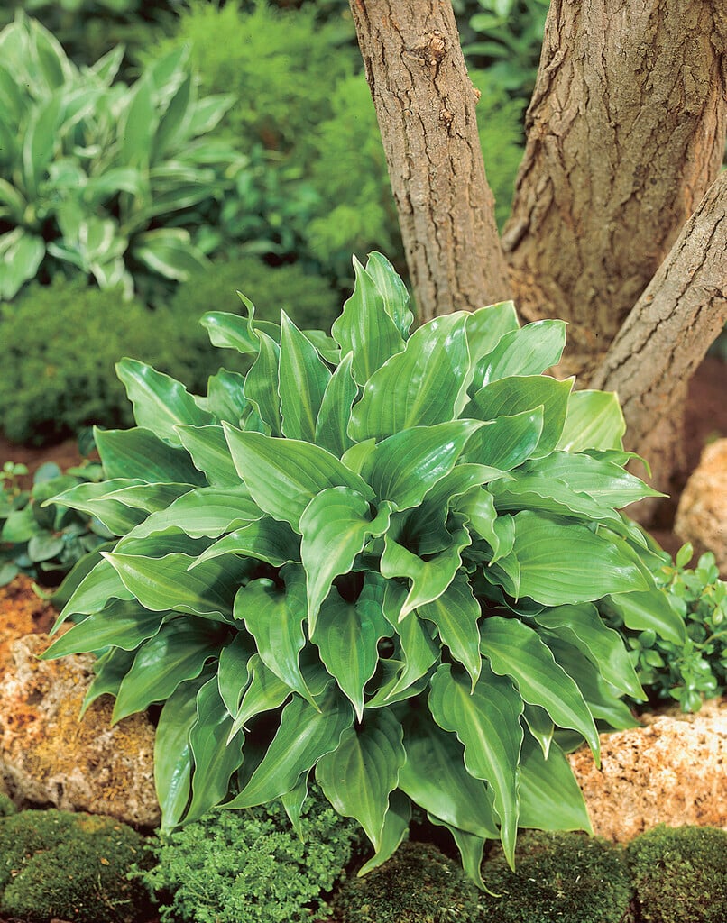 plantain lily 'Invincible'