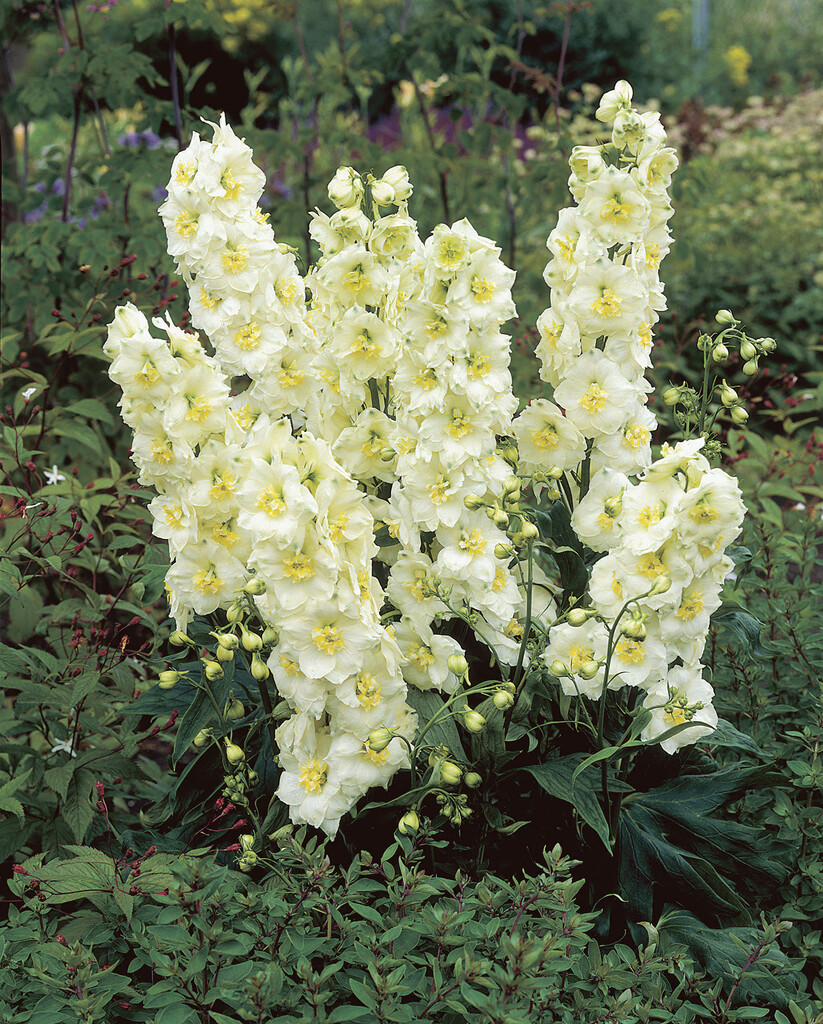 <i>Delphinium</i> 'Butterball'