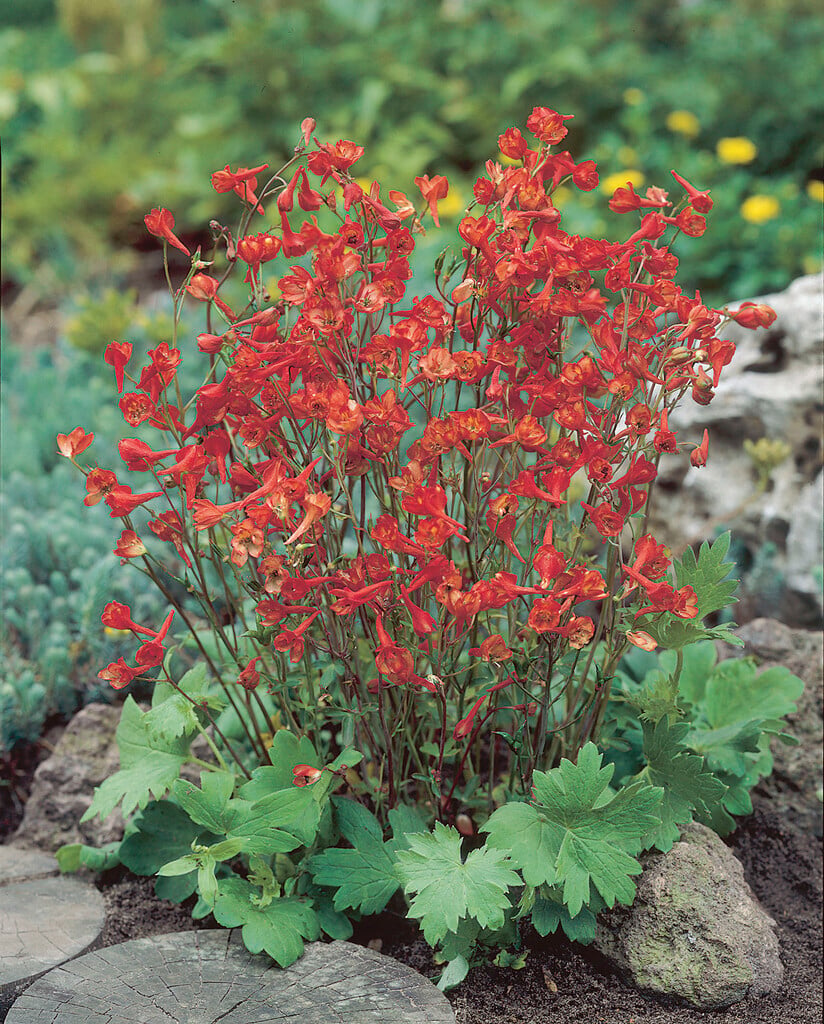 dwarf red larkspur