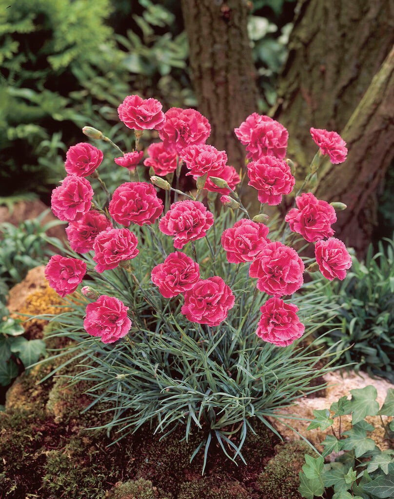 <i>Dianthus</i> 'Annabelle' (p)
