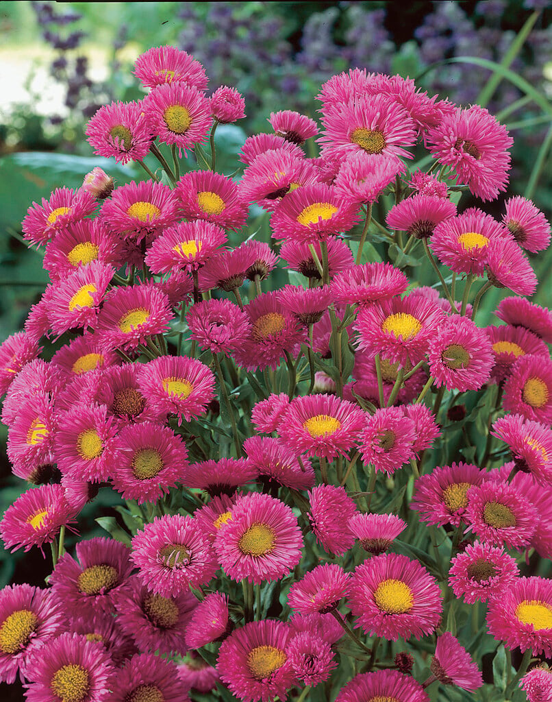 <i>Erigeron</i> 'Rosa Triumph'