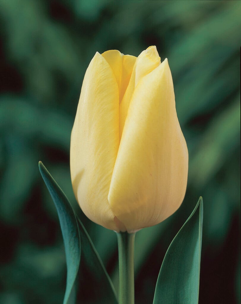 tulip 'Cream Perfection'