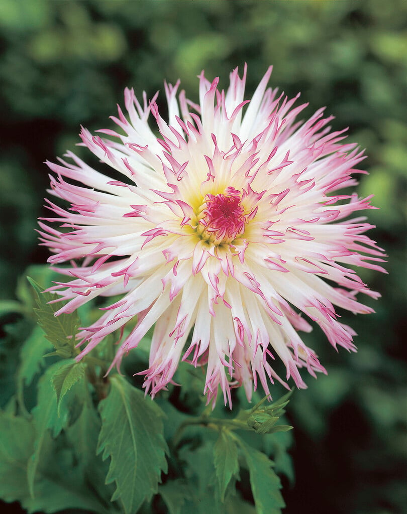 <i>Dahlia</i> 'Marlene Joy' (Fim)