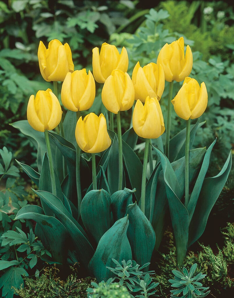 tulip 'Kikomachi'