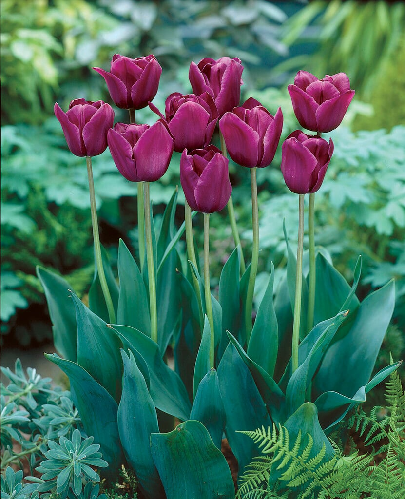 tulip 'Recreado'