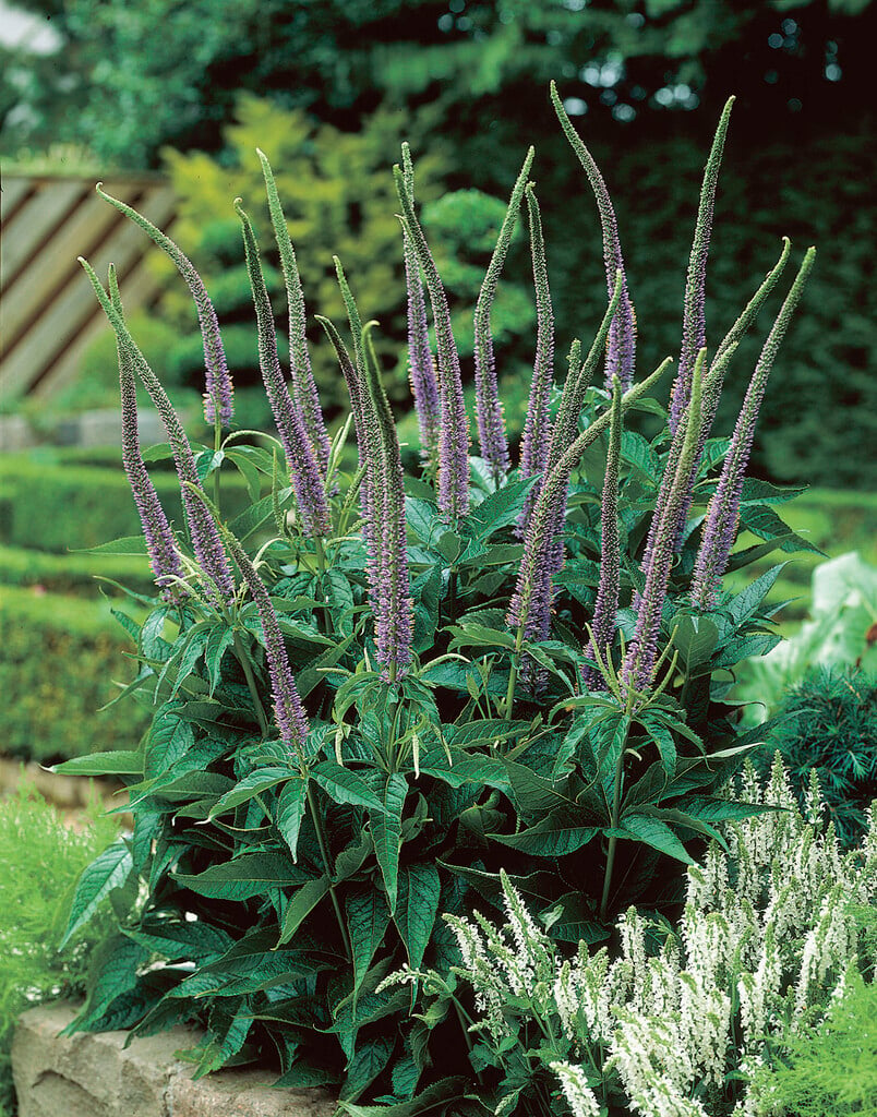Culver's root 'Apollo'