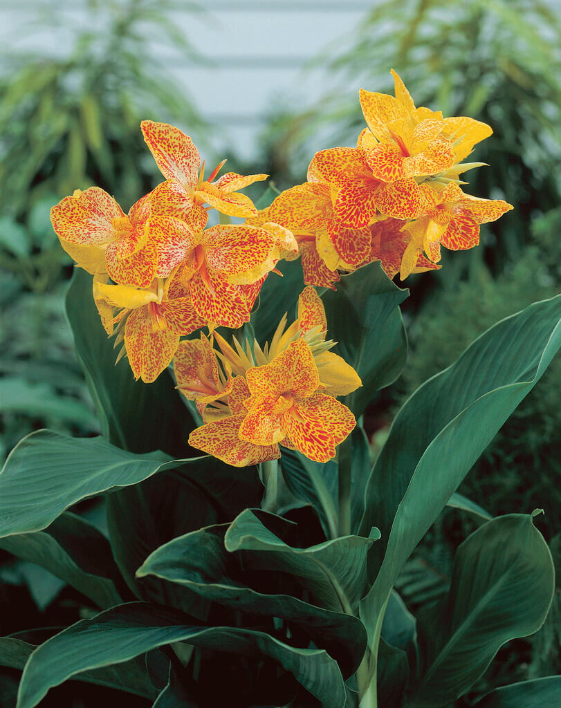 canna 'Golden Lucifer'