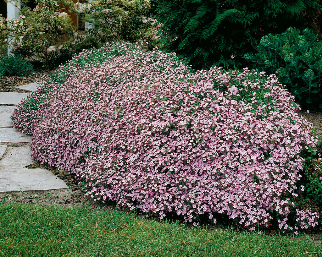 <i>Saponaria</i> <i>ocymoides</i> 'Splendens'
