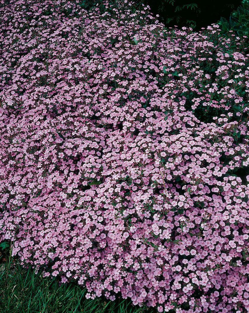 <i>Saponaria</i> <i>ocymoides</i> 'Splendens'