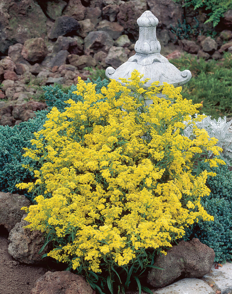 <i>Solidago</i> 'Super'