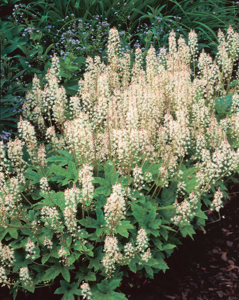 foam flower 'Oakleaf'