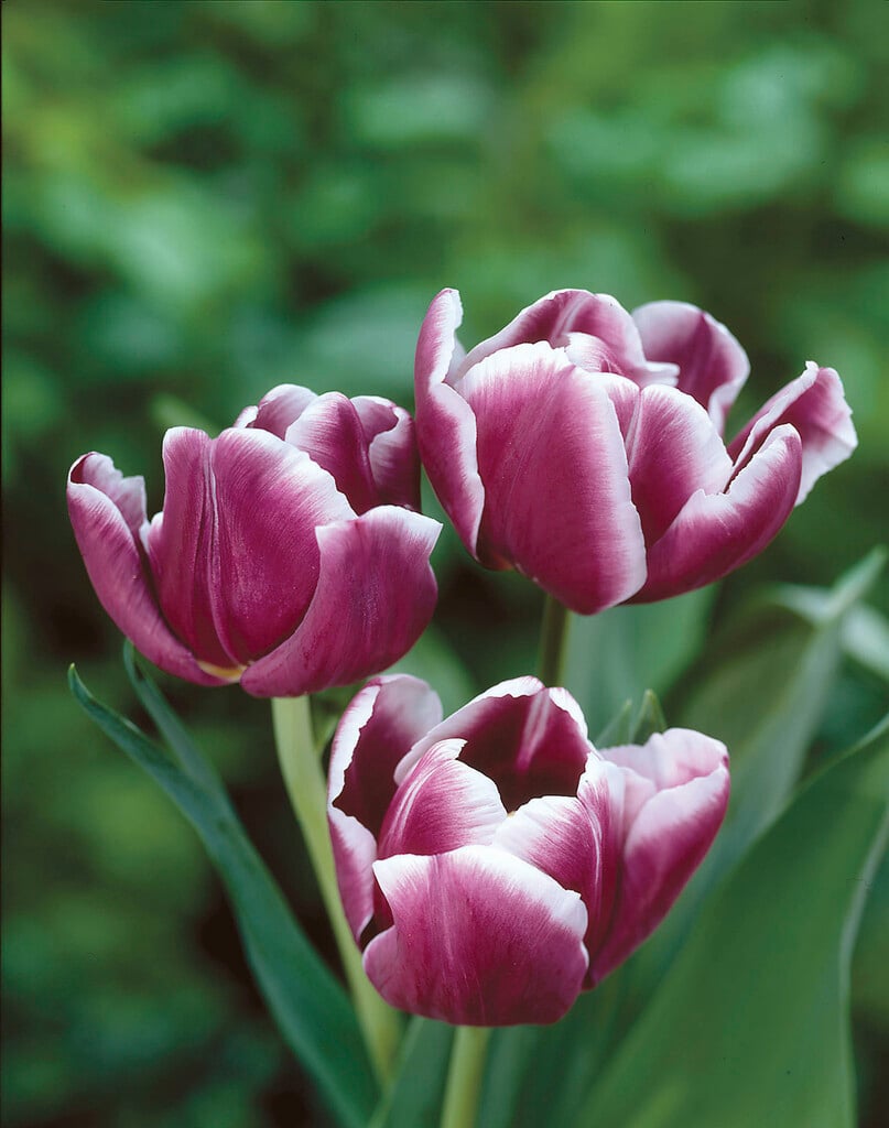 tulip 'Arabian Mystery'