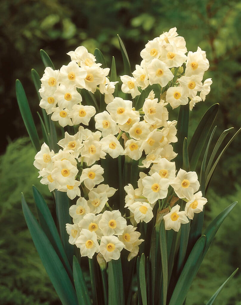 daffodil 'Grand Primo'