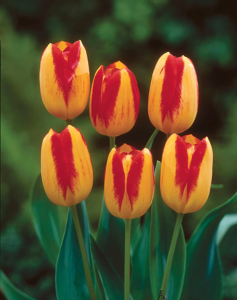 tulip 'Princess Margaret Rose'
